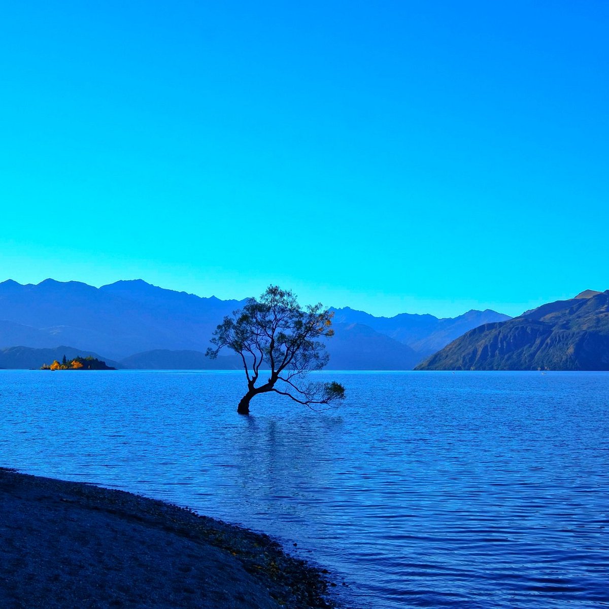 The Wanaka Tree — Lake Wanaka
