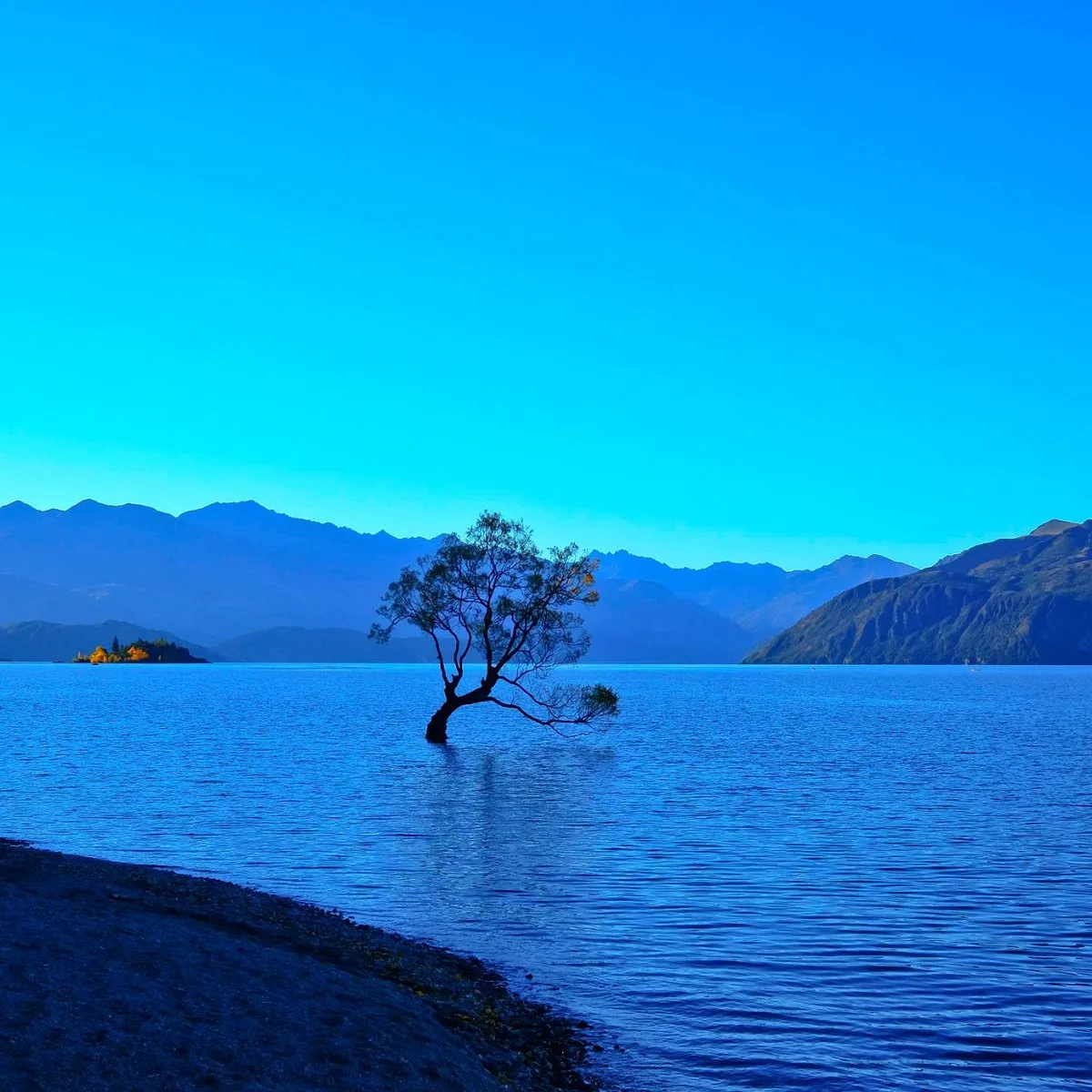 The Wanaka Tree — Lake Wanaka