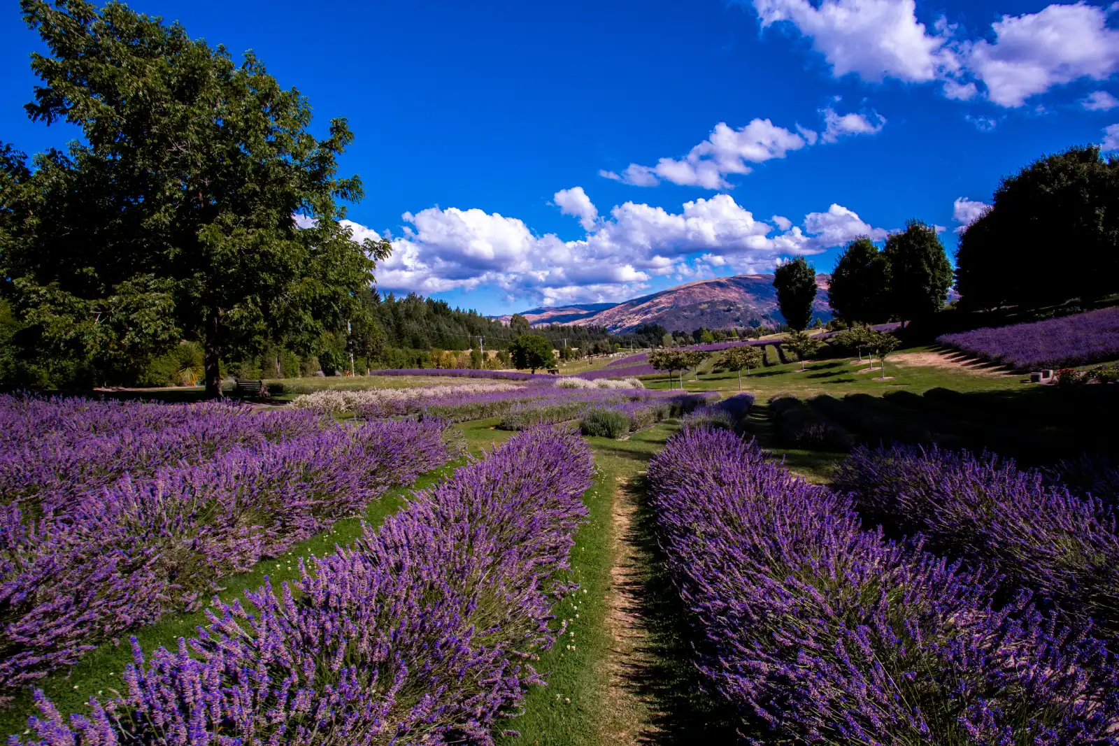 Wanaka landscape
